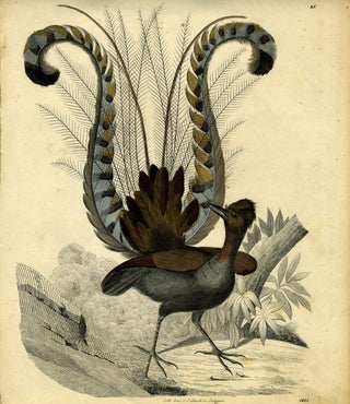 Item #16488 Lyre Bird engraving. C Schach, lithographer