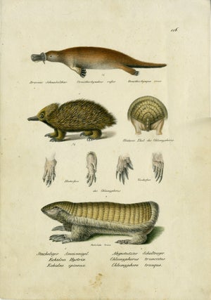 Item #16674 Platypus, Echidna and Armadillo engraving from Swiss volume of natural history. Platypus