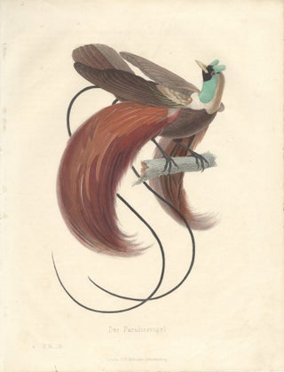 Item #16838 Color Plate of Der Paradiesvogel (Bird of Paradise