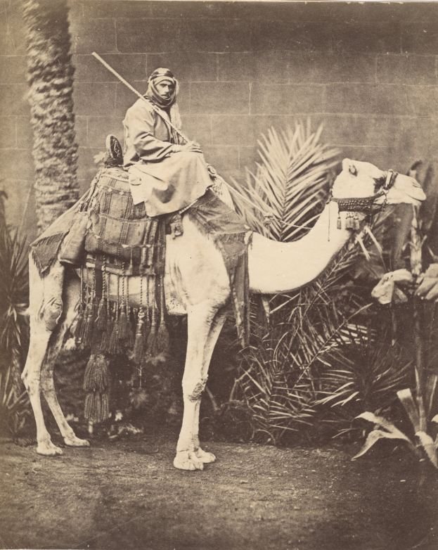 Item #16851 Photograph of Bedouin on Camel, Suez, 1876.
