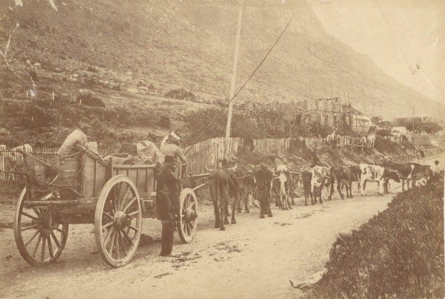 Item #16862 Albumen Photograph of Cart Being Pulled by Oxen near Table Mountain, Capetown. Photography, South Africa.