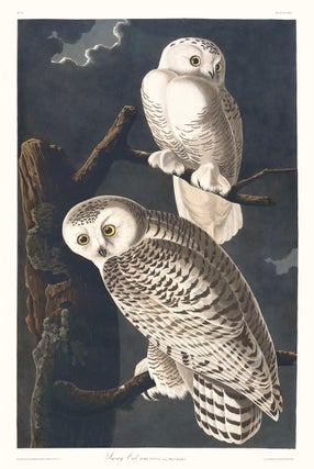 Item #16884 Snowy Owl. Nyctea. Linn, Male, 1 Female, 2. John James Audubon