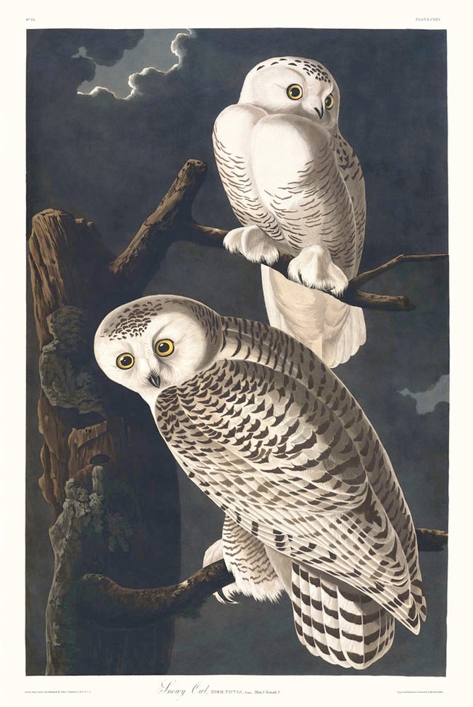 Item #16884 Snowy Owl. Nyctea. Linn, Male, 1 Female, 2. John James Audubon.