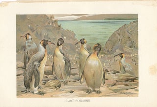 Item #16917 Giant Penguins. W. Kuhnert
