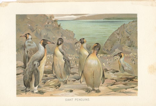 Item #16917 Giant Penguins. W. Kuhnert.