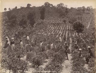 Item #17027 Photograph of Tea Leaf Harvest in Ceylon