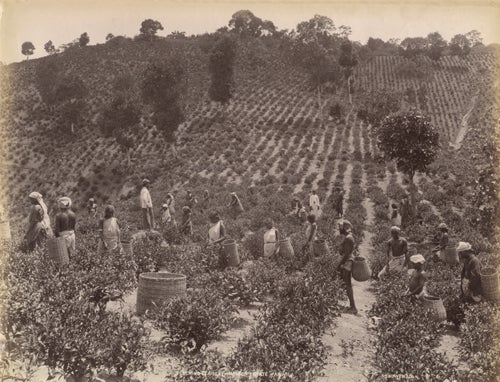 Item #17027 Photograph of Tea Leaf Harvest in Ceylon.
