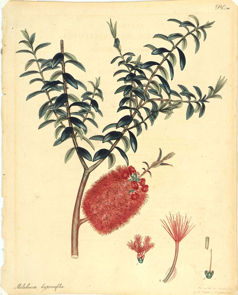 Item #17141 Melaleuca hypericifolia [Botanical print]. Henry Andrews.