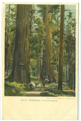 Item #17188 Christmas Postcard Showing Big Trees of California