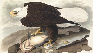 White Headed Eagle. Falco Leucocephalus. John James Audubon.