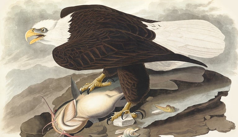 Item #17531 White Headed Eagle. Falco Leucocephalus. John James Audubon.