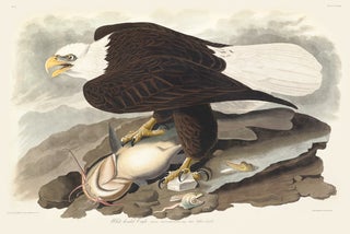 White Headed Eagle. Falco Leucocephalus.