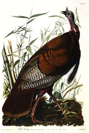 Item #17532 Wild Turkey, Male. Meleagris Gallopavo. John James Audubon