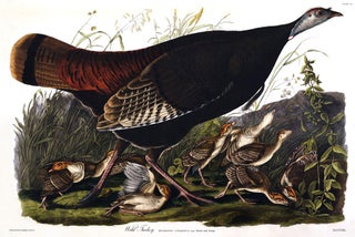 Item #17533 Wild Turkey, Female & Young. Meleagris Gallopavo. John James Audubon