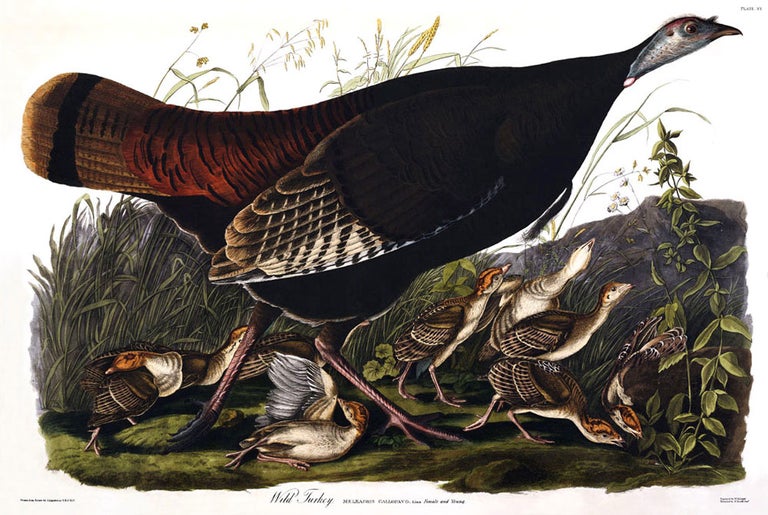 Item #17533 Wild Turkey, Female & Young. Meleagris Gallopavo. John James Audubon.