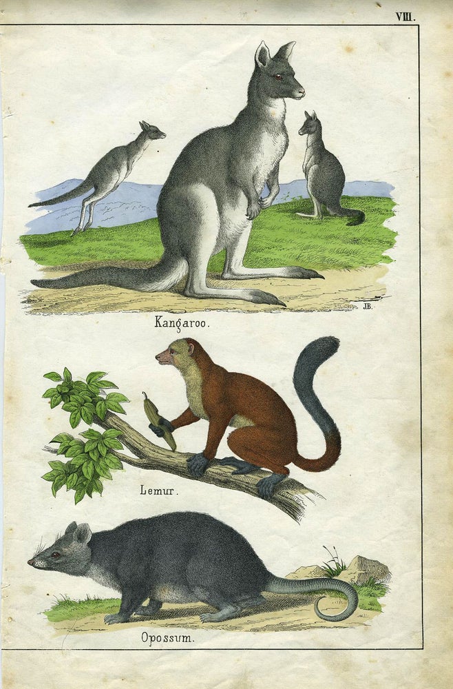 Item #18631 Kangaroo. Hand colored lithograph.