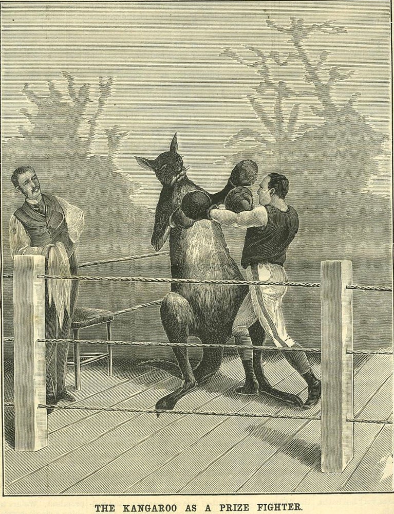 Item #18635 Scientific American: "The Kangaroo As A Prize Fighter" Kangaroo.