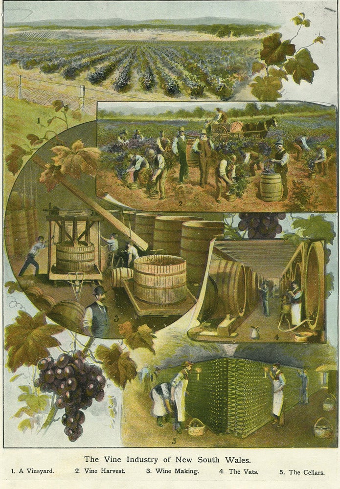 Item #18731 The Vine Industry of New South Wales. Wine.