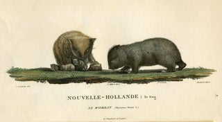 Item #18812 Le Wombat. (Phascolomis Wombat N.) Nouvelle Hollande; Ile King. C. A. Lesueur,...