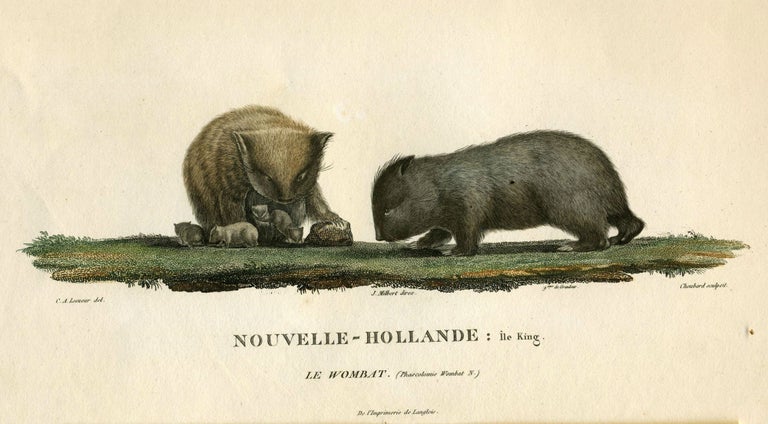 Item #18812 Le Wombat. (Phascolomis Wombat N.) Nouvelle Hollande; Ile King. C. A. Lesueur, Baudin Expedition.
