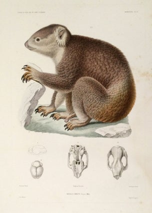 Item #18840 Koala Brun (Desm.) Male [with] Koala Brun. (Desm.) [Skeleton] [Two engravings of the...