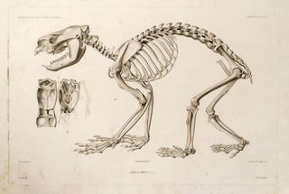 Koala Brun (Desm.) Male [with] Koala Brun. (Desm.) [Skeleton] [Two engravings of the Koala Bear, one of his skeleton].