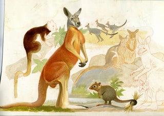 Item #18921 Original water color artwork, Kangaroos and other marsupials. Kangaroo, Ned Seidler