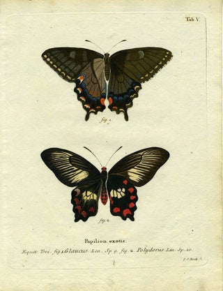 Item #19340 Papil. Exotic. ButterflyMoth Engraving, I. C. Bock