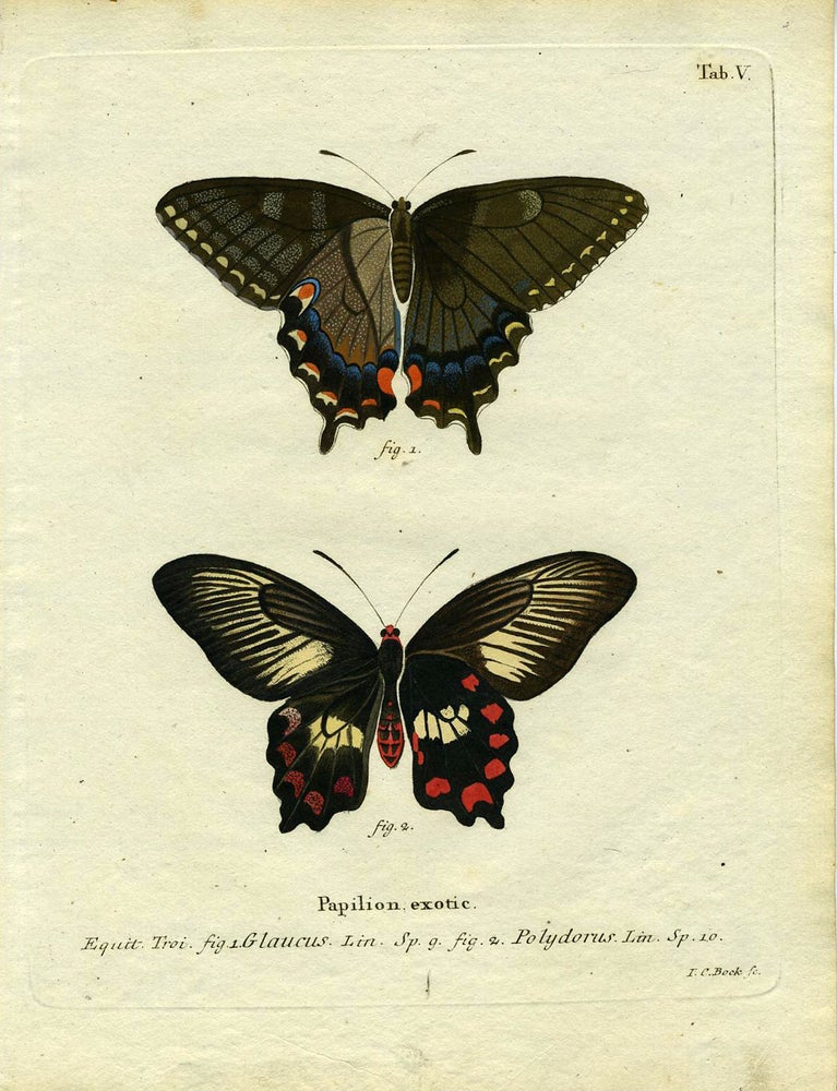 Item #19340 Papil. Exotic. ButterflyMoth Engraving, I. C. Bock.