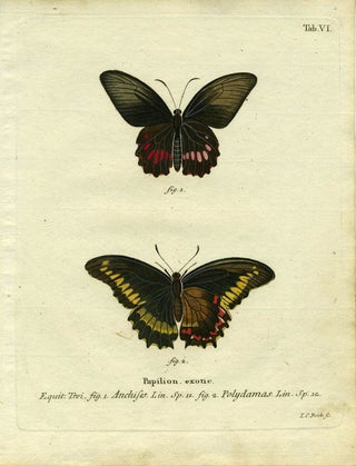 Item #19341 Papilion. Exotic. ButterflyMoth Engraving, I. C. Bock