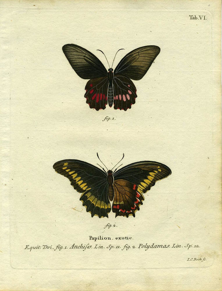 Item #19341 Papilion. Exotic. ButterflyMoth Engraving, I. C. Bock.
