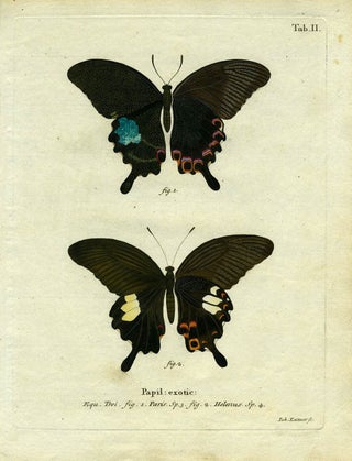 Item #19342 Papil. Exotic. ButterflyMoth Engraving, Joh Leitner