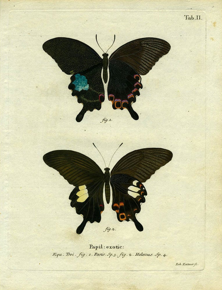 Item #19342 Papil. Exotic. ButterflyMoth Engraving, Joh Leitner.