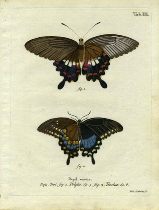 Item #19343 Papil. Exotic. ButterflyMoth Engraving, Joh Leitner