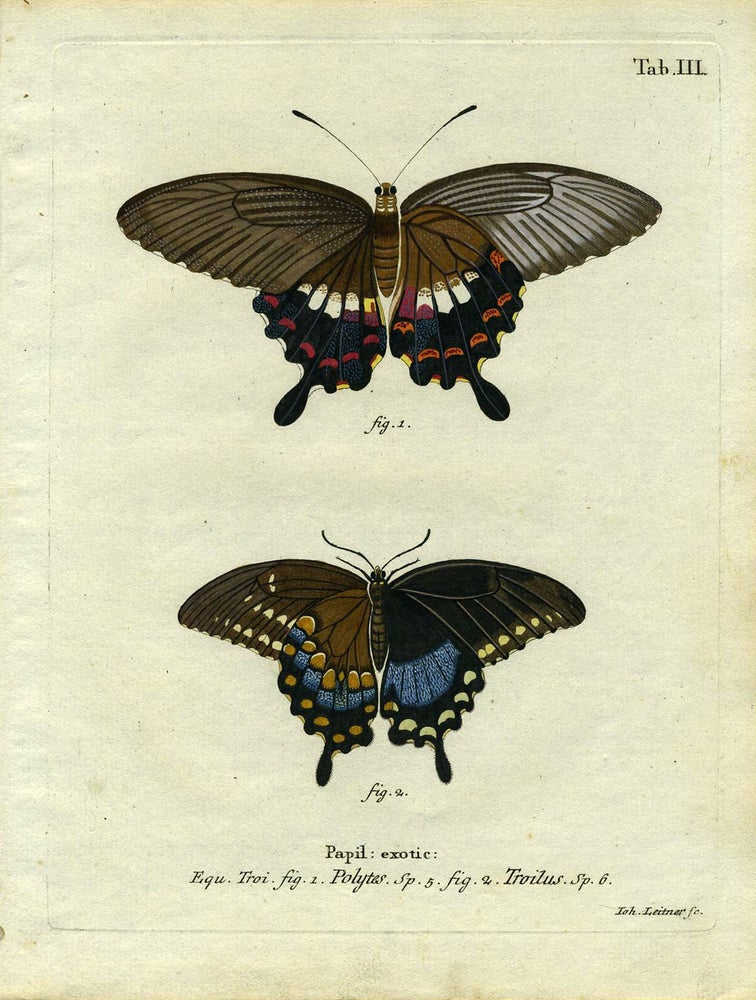 Item #19343 Papil. Exotic. ButterflyMoth Engraving, Joh Leitner.