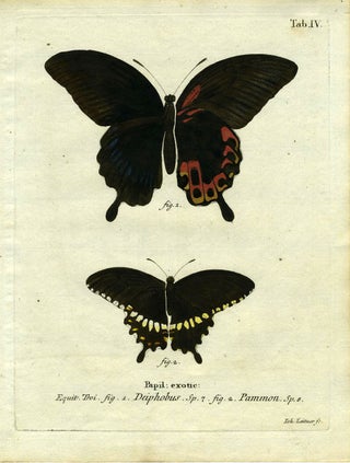 Item #19344 Papil. Exotic. ButterflyMoth Engraving, Joh Leitner