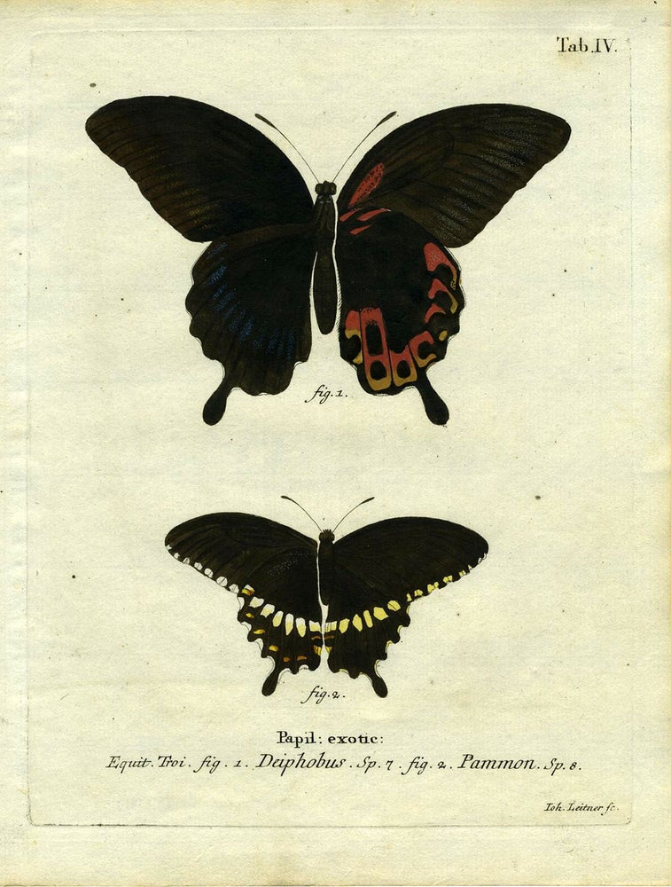 Item #19344 Papil. Exotic. ButterflyMoth Engraving, Joh Leitner.