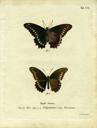 Item #19345 Papil. Exotic. ButterflyMoth Engraving, I. C. Bock