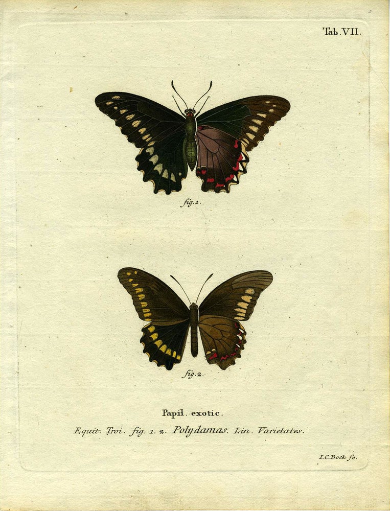 Item #19345 Papil. Exotic. ButterflyMoth Engraving, I. C. Bock.
