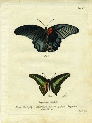 Item #19346 Papilion. Exotic. ButterflyMoth Engraving, I. C Bock