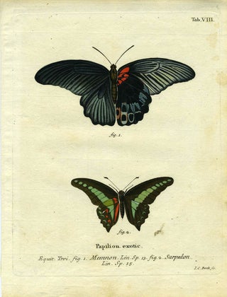 Item #19346 Papilion. Exotic. ButterflyMoth Engraving, I. C. Bock