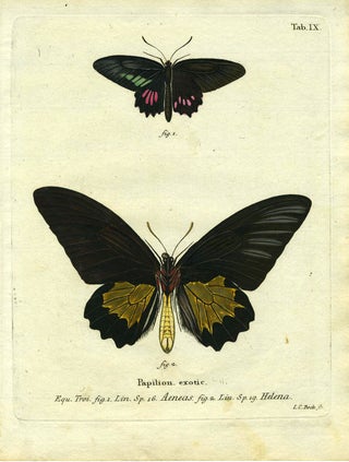 Item #19347 Papilion. Exotic. ButterflyMoth Engraving, I. C. Bock