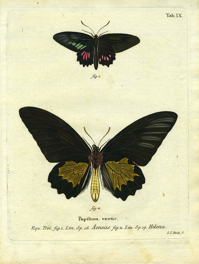 Item #19347 Papilion. Exotic. ButterflyMoth Engraving, I. C. Bock.
