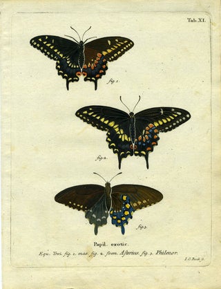 Item #19348 Papil. Exotic. ButterflyMoth Engraving, I. C. Bock