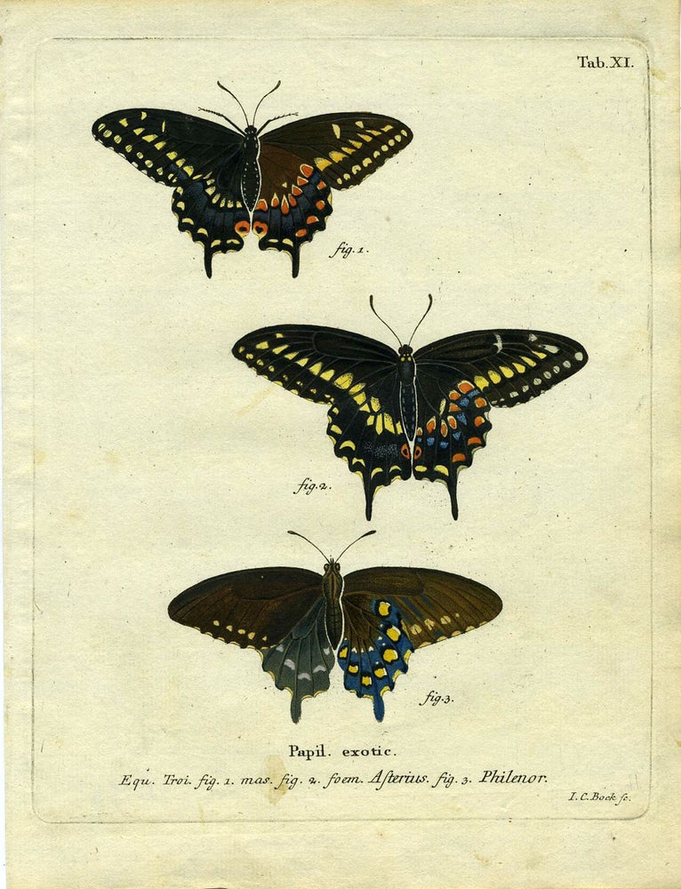 Item #19348 Papil. Exotic. ButterflyMoth Engraving, I. C. Bock.