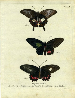 Item #19349 Papilion. Exotic. ButterflyMoth Engraving, I. C. Bock