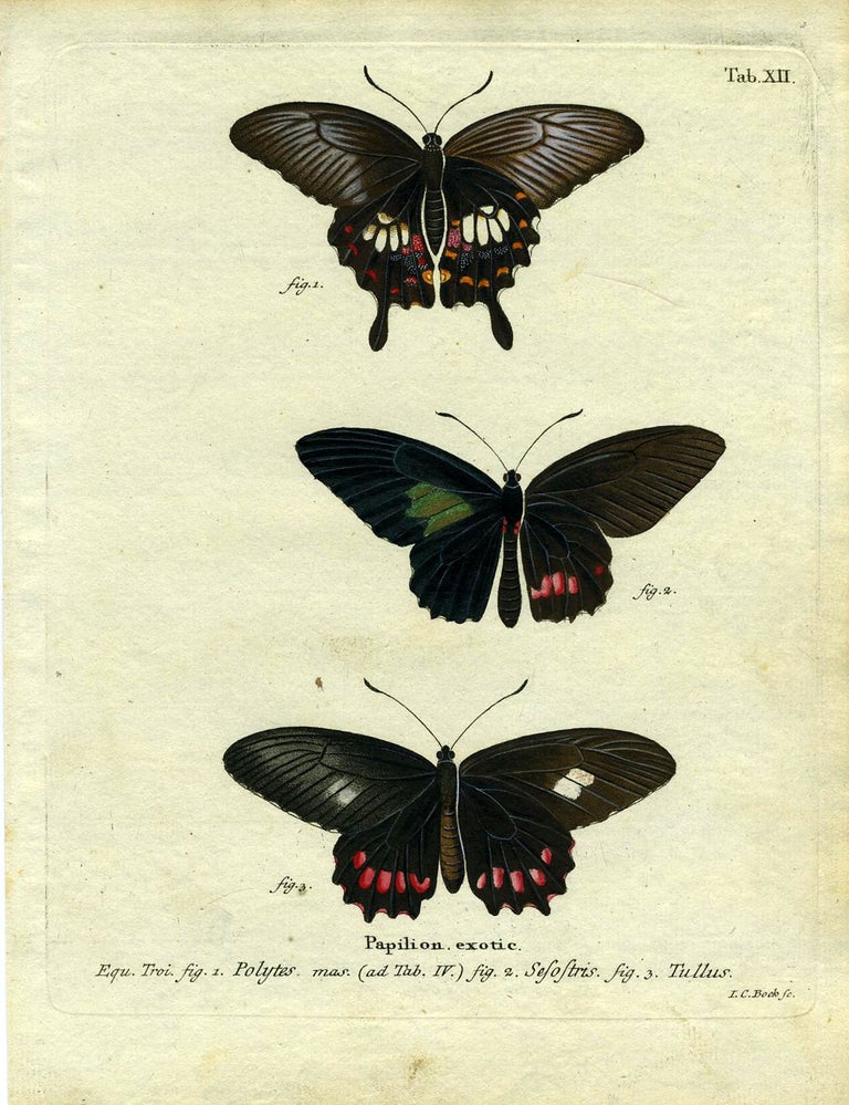 Item #19349 Papilion. Exotic. ButterflyMoth Engraving, I. C. Bock.
