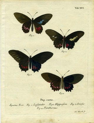 Item #19350 Pap. Exotic. ButterflyMoth Engraving, I. C. Bock