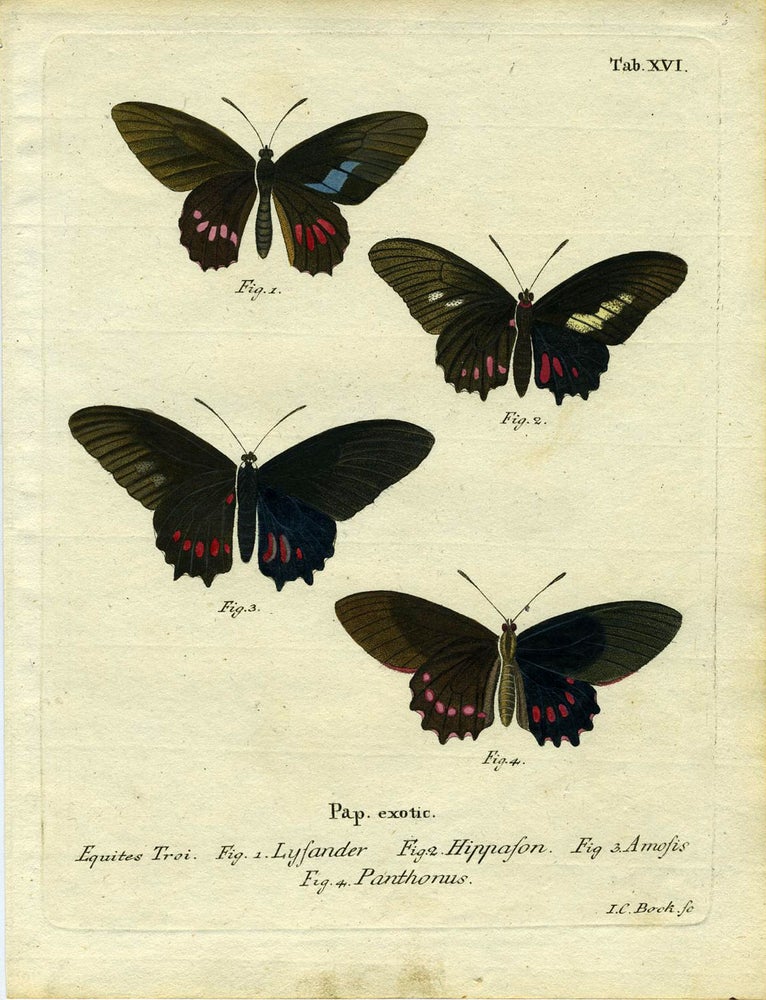 Item #19350 Pap. Exotic. ButterflyMoth Engraving, I. C. Bock.
