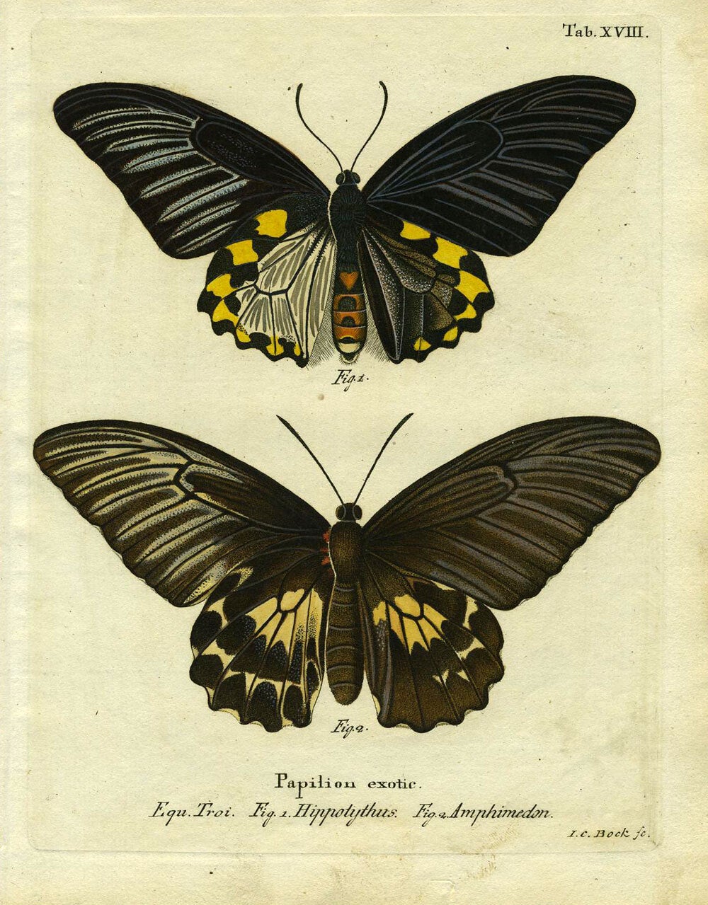アジアの〜papillon〜 Papilion Exotic | ButterflyMoth Engraving, Joh Leitner